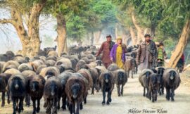 Shepherd with their flock of sheep from Waziristan