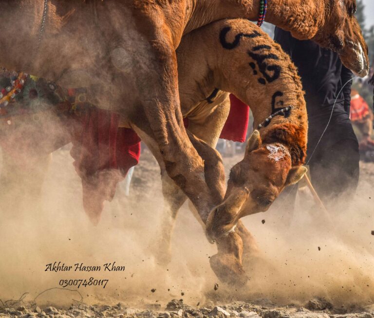 Read more about the article Camel Fighting