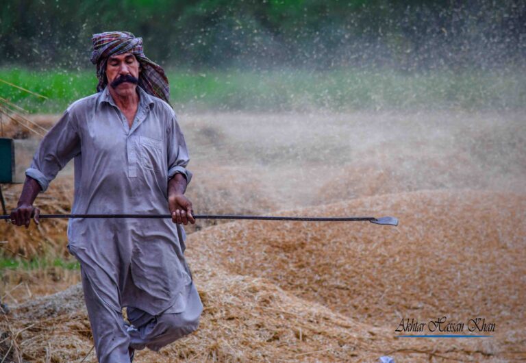 Read more about the article Wheat Harvesting Punjab Pakistan