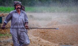 Wheat Harvesting Punjab Pakistan